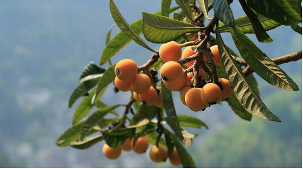 苏州东山免费景区游玩攻略,苏州东山三日游攻略