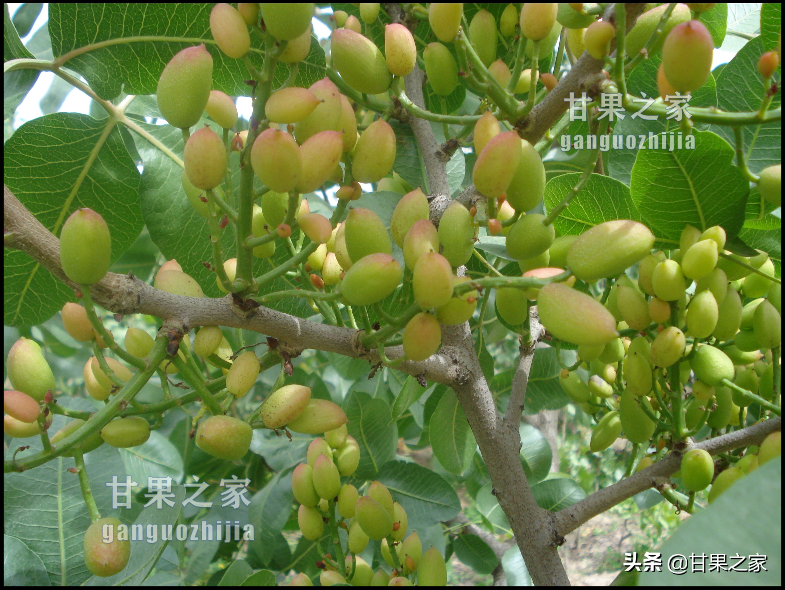 开心果的生长环境是什么,开心果是什么果树种出来的