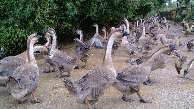 养殖狮头鹅创业记录全过程,养殖5000只鹅政府补贴有多少