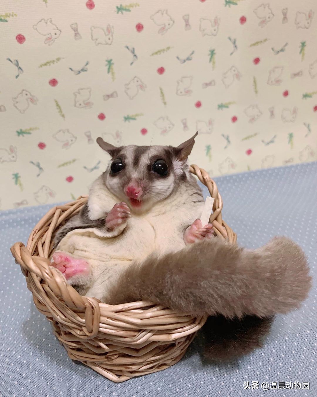 蜜袋鼯弃养可以喝羊奶吗,蜜袋鼯被弃养原因