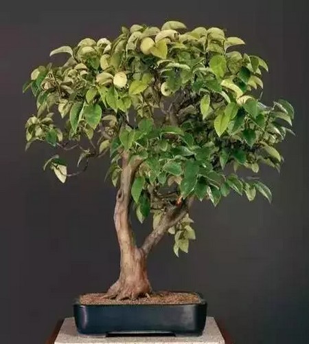 附石悬崖式罗汉松盆景图片,附石罗汉松造型图片