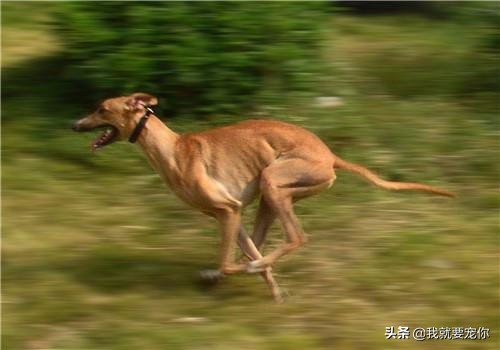 灵缇犬是跑得最快的狗吗,灵缇狗狗