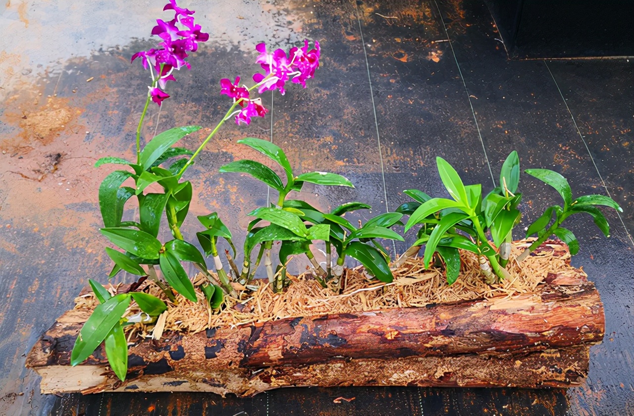 客厅散光适合养什么花,什么花适合常年放在散光阴凉处