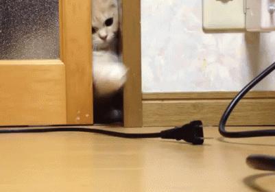 不许猫咪咬东西,不要溺爱猫咪