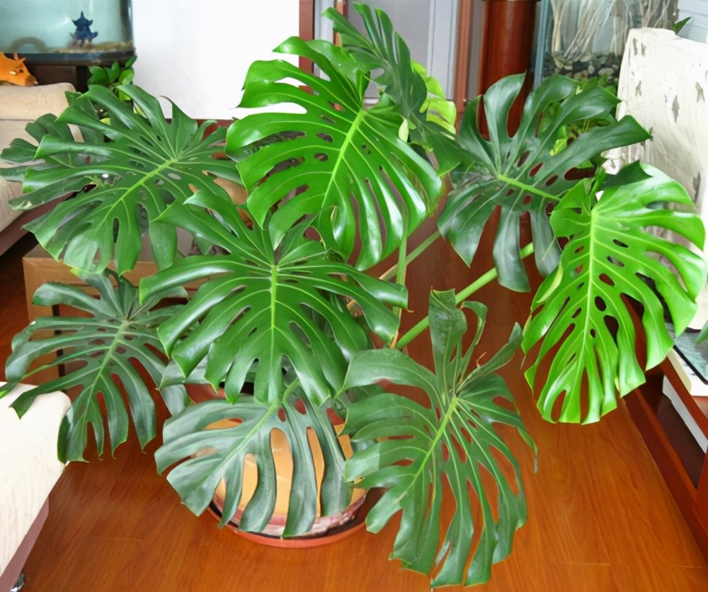 龟背竹冬天可以放在阳台吗,水培龟背竹冬天的养殖方法