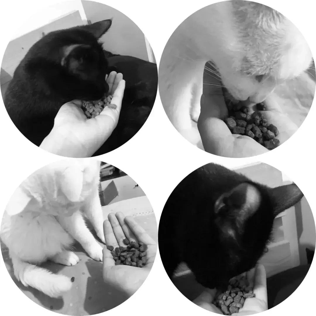 双十一种草有哪些,双十一种草特辑