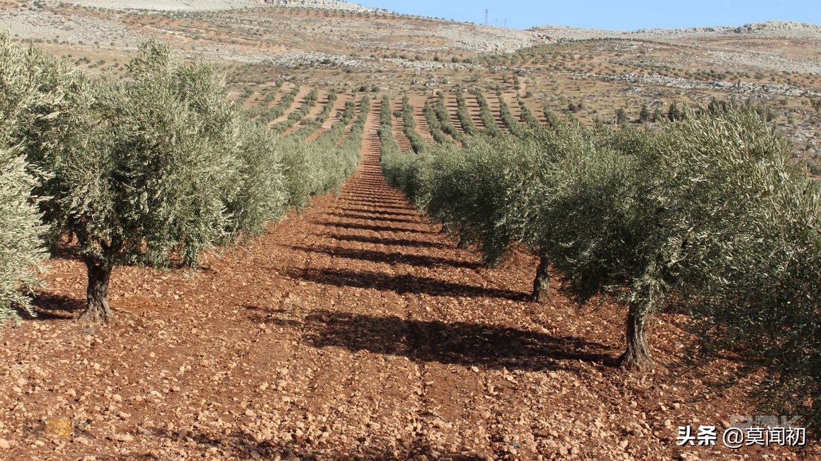 7500万土耳其里拉是多少人民币,叙利亚橄榄油土耳其