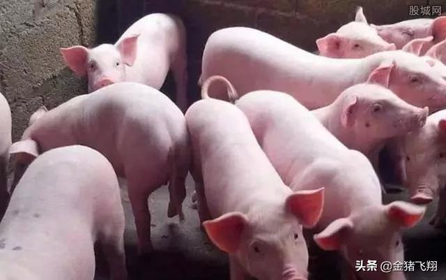猪群咳嗽的防治措施和治疗用药无效，找到误区解决问题！「解析」