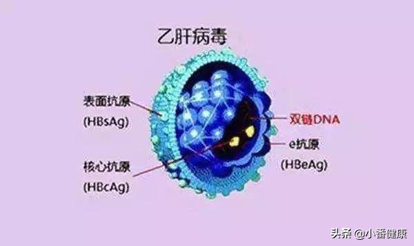 乙肝两对半和乙肝dna区别,乙肝dna和乙肝两对半的区别