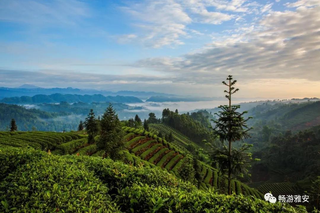 雅安4天旅游攻略最新版,五一去雅安的攻略