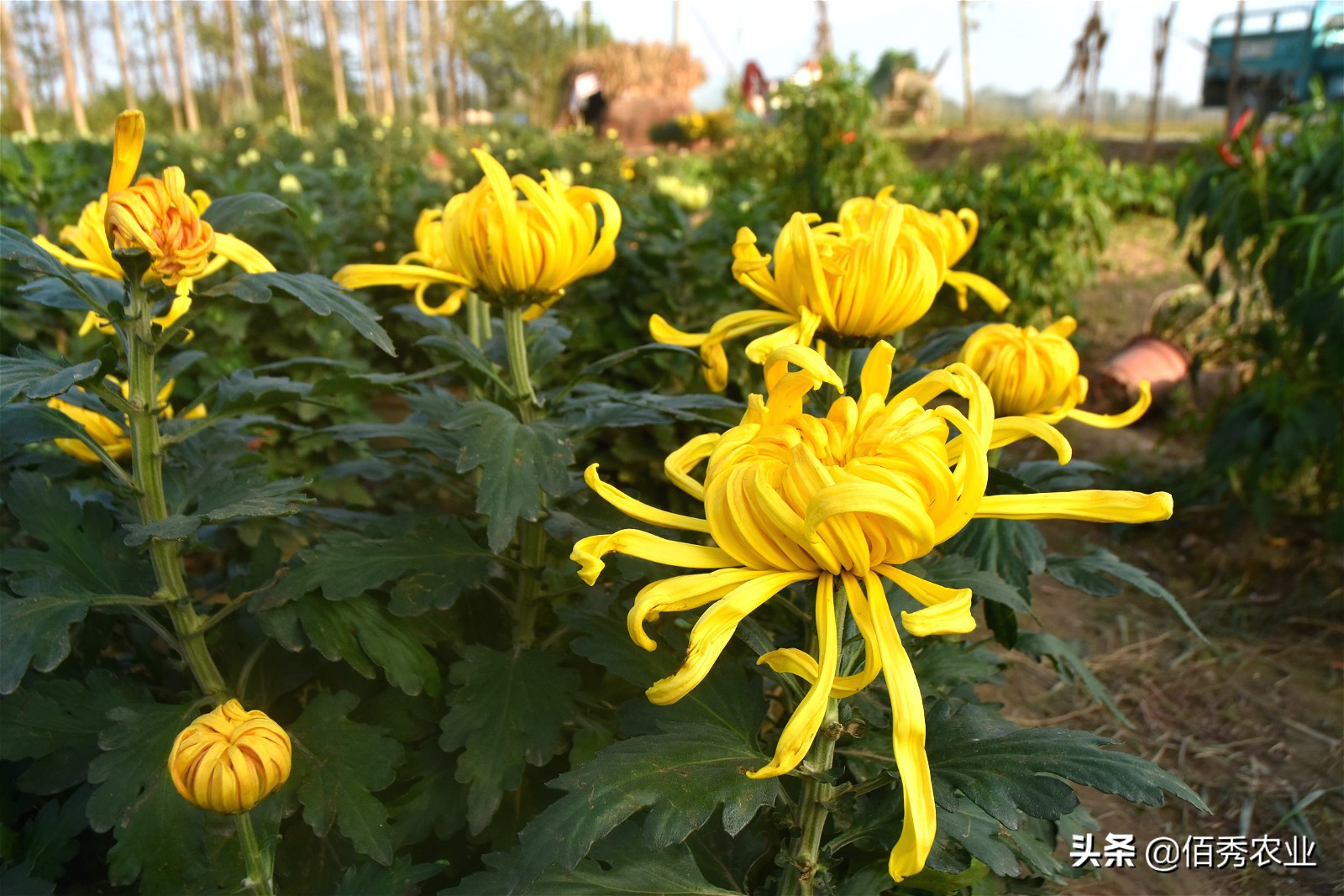 金秋十月菊花满城,金秋十月菊花价格