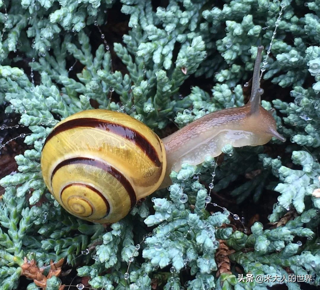 花园葱蜗牛：被人误解了上百年的小家伙，“其实我只对...
