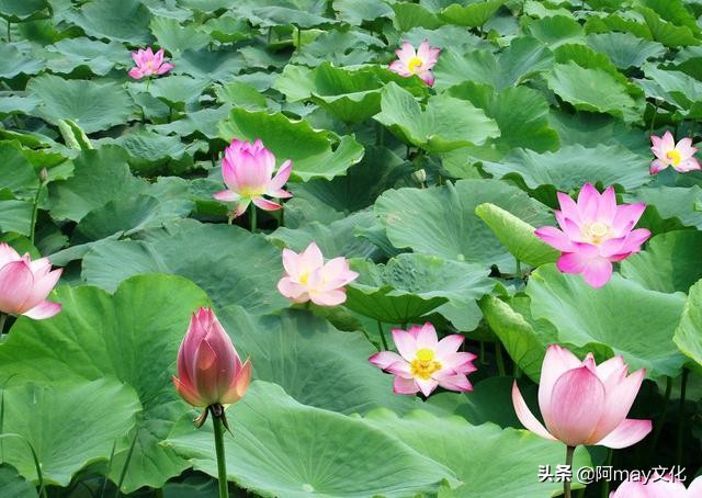 构图应该怎么学习,新手必须掌握的20个摄影构图方法