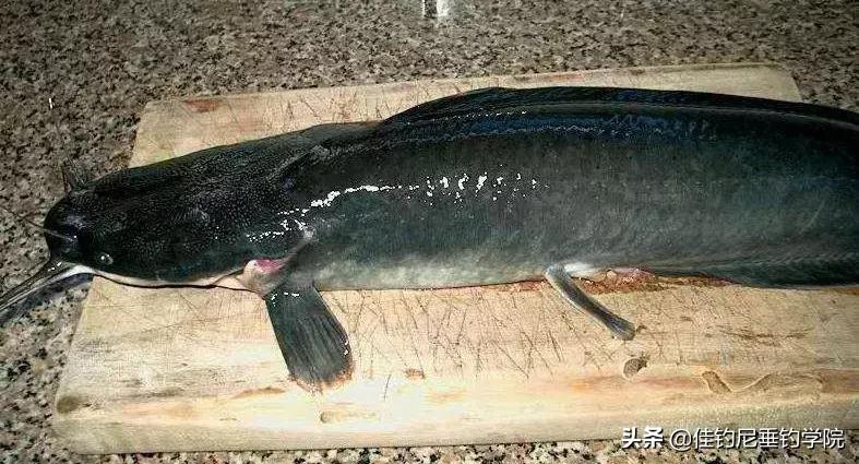 钓上来的鱼怎么那么臭,野钓的鱼为什么有柴油味