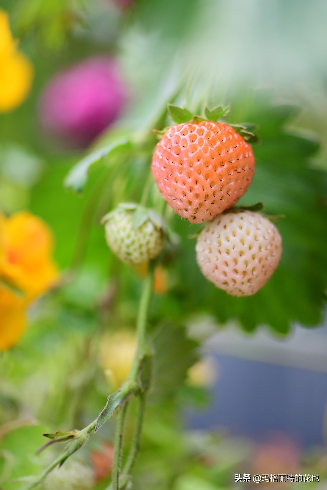 树莓在庭院怎么种植,树莓可在院子里种吗