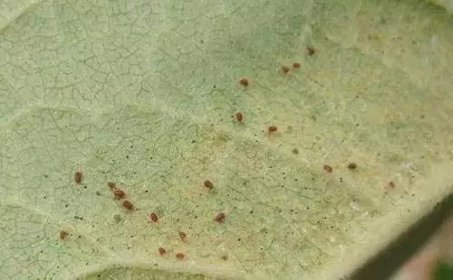 猕猴桃八大虫害图,猕猴桃虫害防治方法