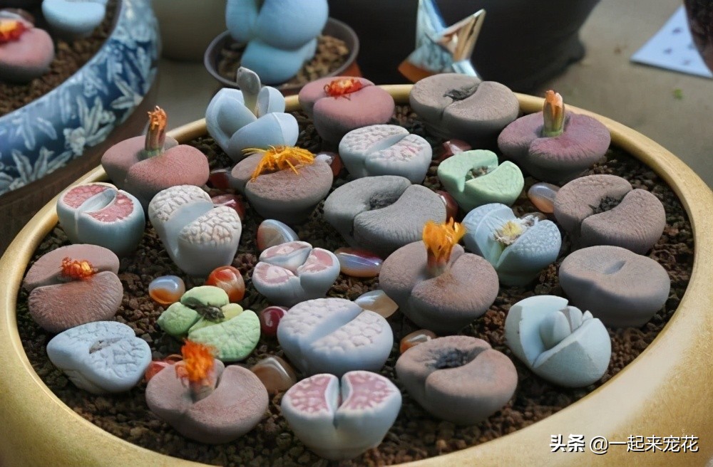 最好养的老桩几款多肉,多肉小苗如何长成老桩