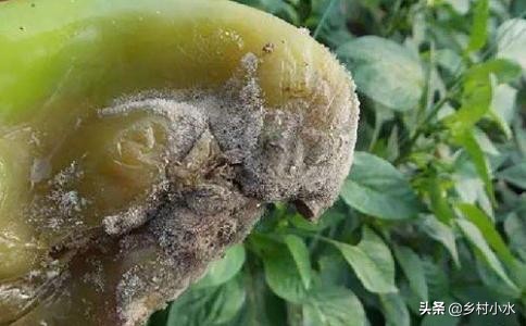 辣椒的灰霉病体现是什么症状,辣椒灰霉病会黄叶掉叶子吗
