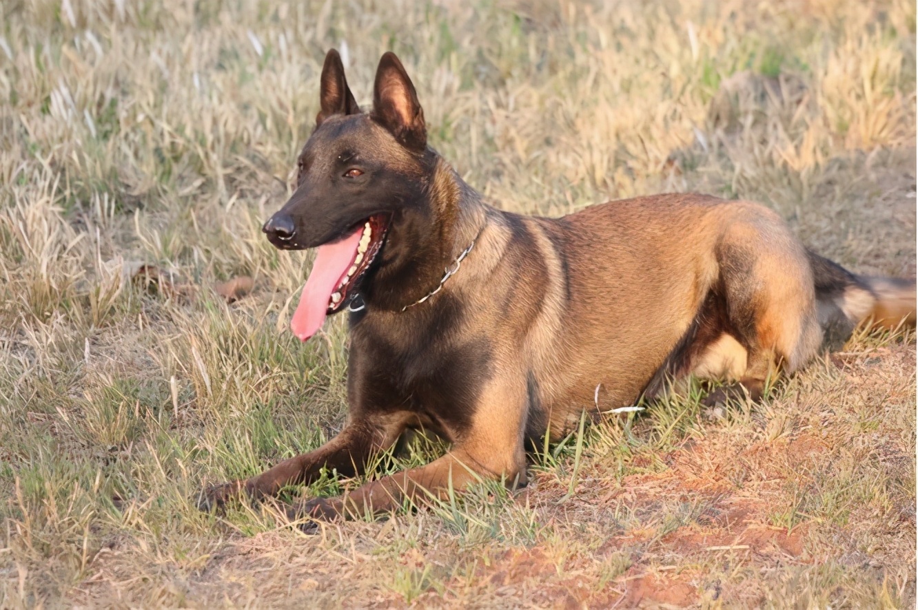 一旦养了狗狗就一定要善待它们,聪明好养可以保护主人的狗狗