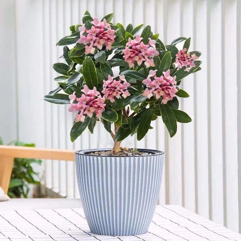 养花人最值得养的十二种花，一种花一种风华，你家养了几种？