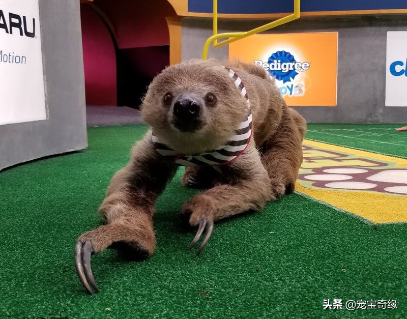 缇庡浗鐘被澶ц禌,缇庡浗鐙楃嫍姣旇禌缁艰壓