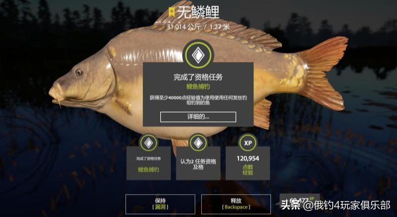 俄罗斯钓鱼4丨18图,碰瓷31K大黑鲩+31K无磷鲤