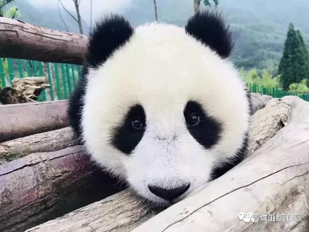 青城山熊猫谷都江堰一日游攻略,熊猫谷青城山都江堰一日游攻略