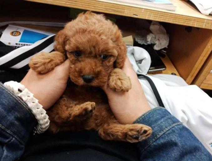 泰迪的七种底线,泰迪不能做哪些事