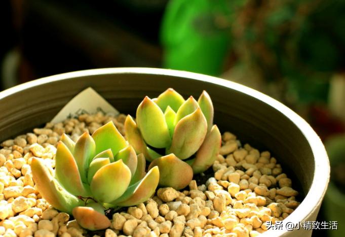 黄丽多肉为什么不黄,多肉黄丽为什么一夜掉光叶子