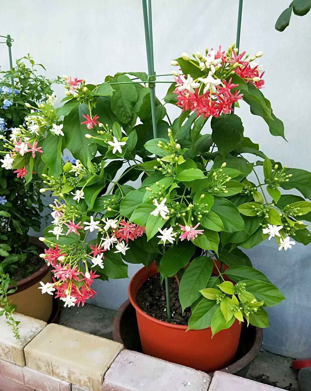 四季常开且有浓郁香味好养的花,适合懒人养的四季花一串红