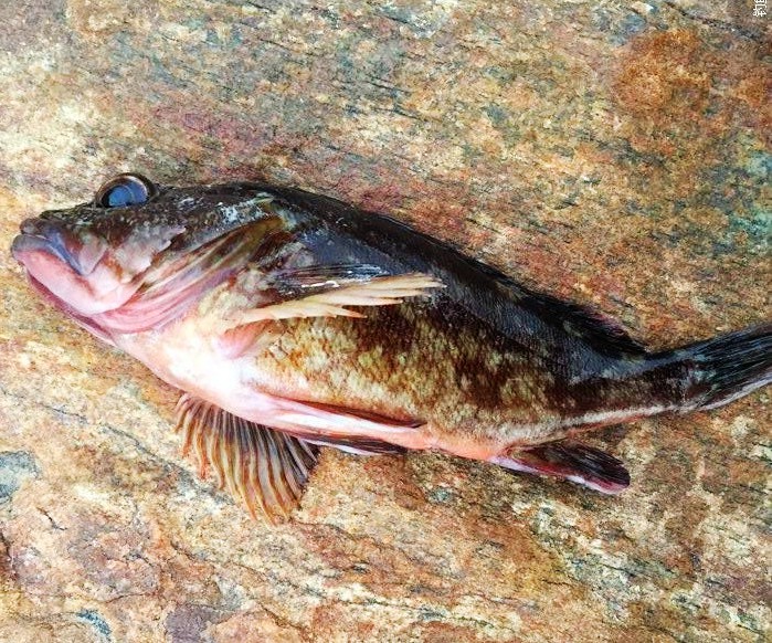 礁石海钓沉底钓法图解,海钓如何避开石九公