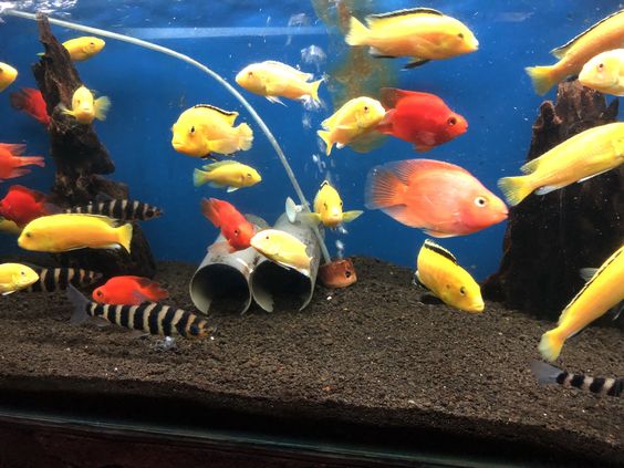 鱼缸去除蛋白虫的鱼,鱼缸里的蛋白虫加温32度能清除吗