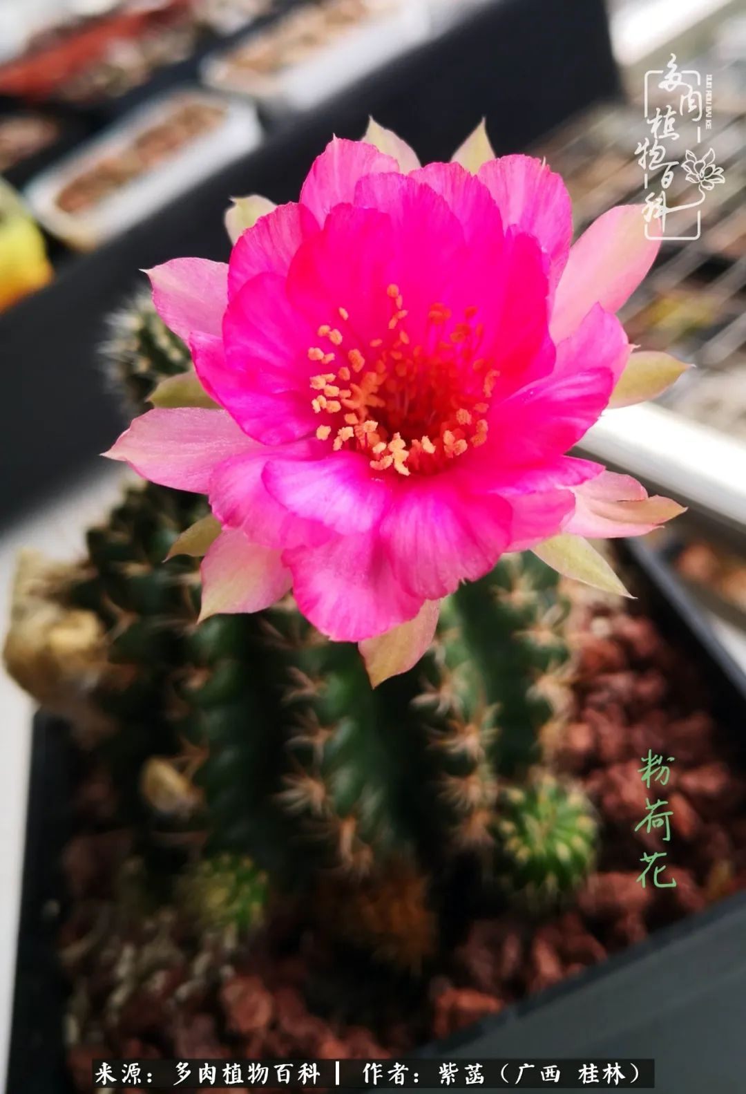 如何在夏天买的多肉度夏,多肉度夏好帮手