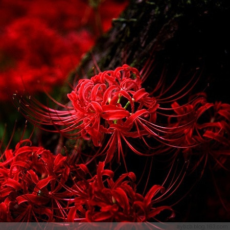 最好记的花名大全,很难得一见的花