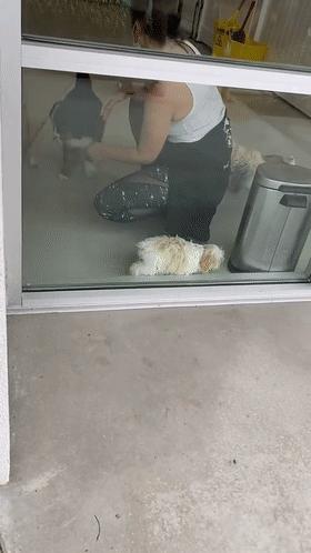 胆小的狗狗但是聪明能养吗,狗狗能有多怕妈