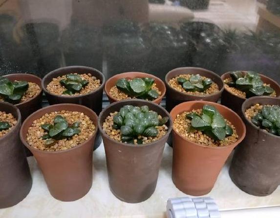 多肉玉露烂根怎么办,多肉玉露的处理方法