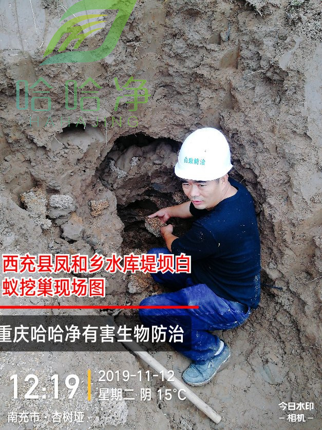 重庆白蚁防治免费吗,重庆小区白蚁防治