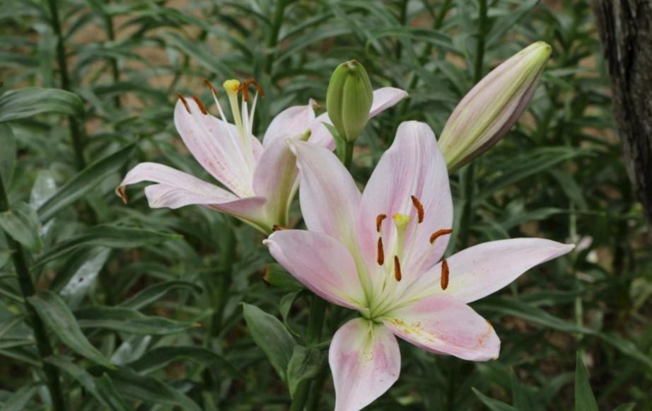 盆栽百合开花怎么能让花期延长,盆栽百合开花后怎么养经验分享