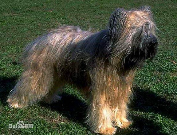 性格温顺的大型犬品种,宠物狗大型犬都有哪些品种