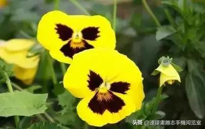各种花的花语文案,花的花语100种