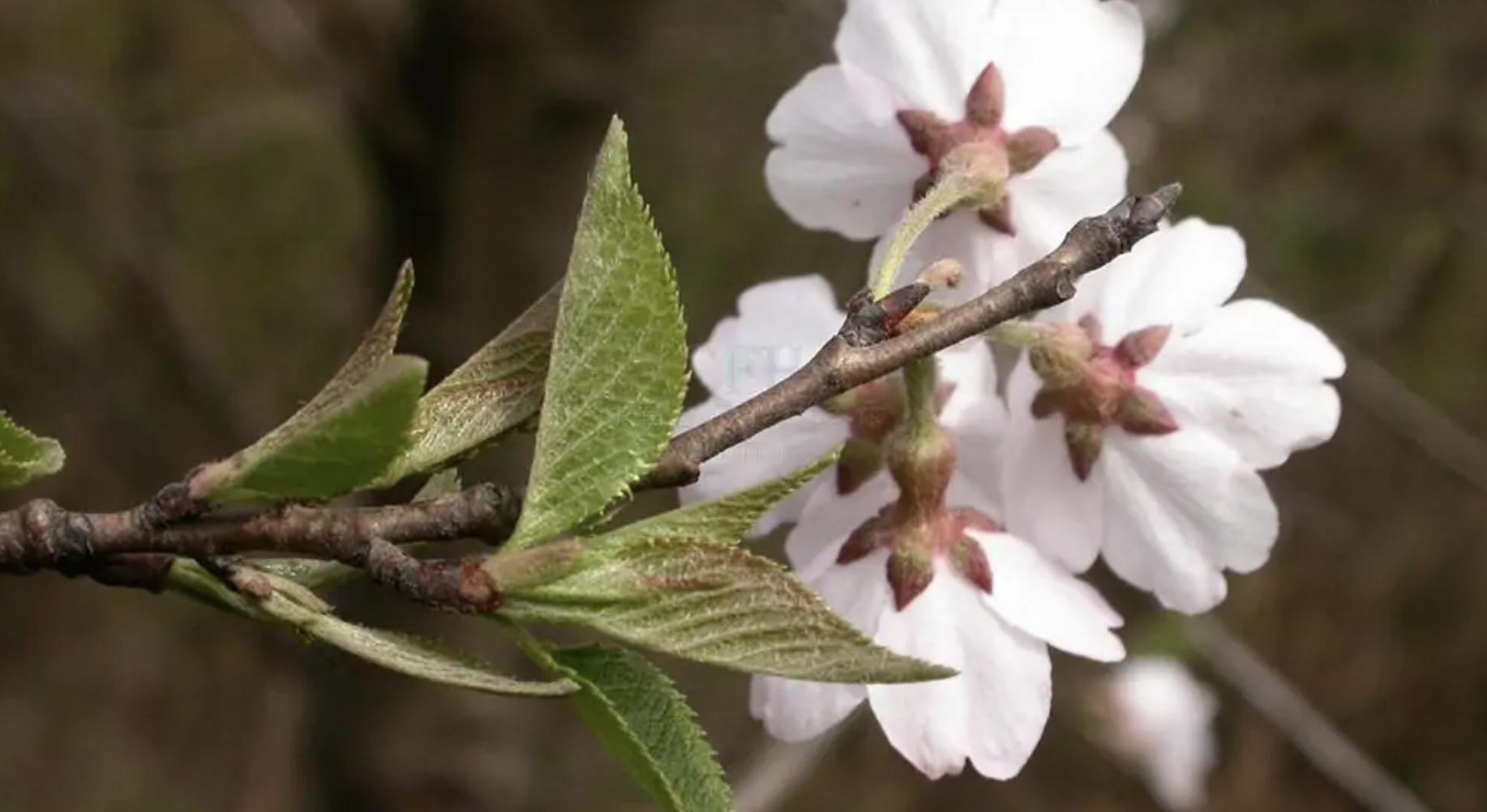 又到了一年一度赏樱花的季节,又是一年樱花开快来沉浸式赏樱
