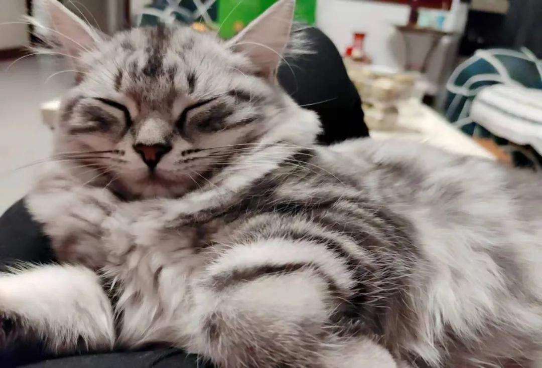 养猫后才知道爱是什么,养猫之后才知道原来只看猫睡觉