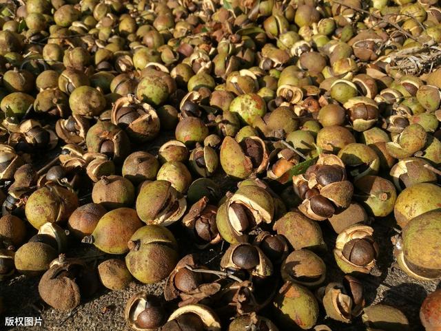 高产油茶种植要求,油茶种植现状及高产栽培技术