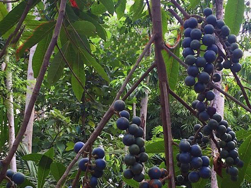 金刚小菩提单圈,金刚小菩提黄尖