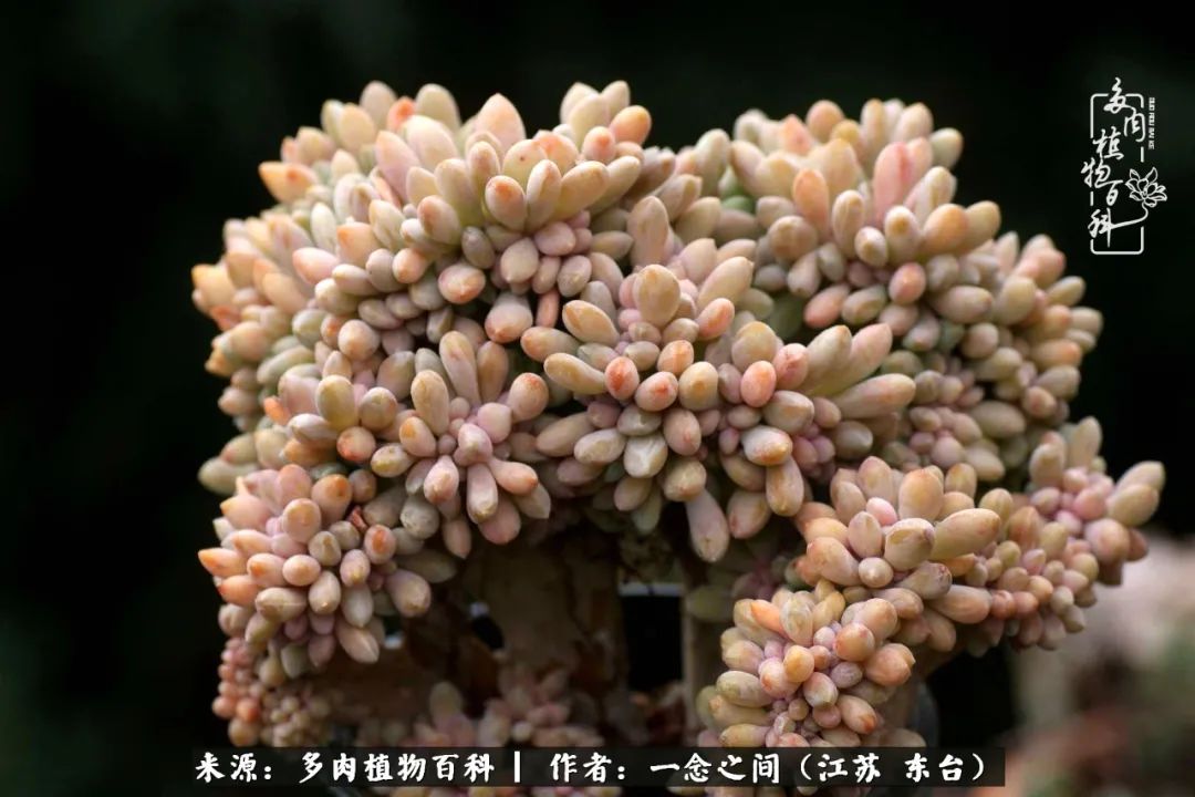 一见多肉误终生,一见多肉误终生从此钱包成路人