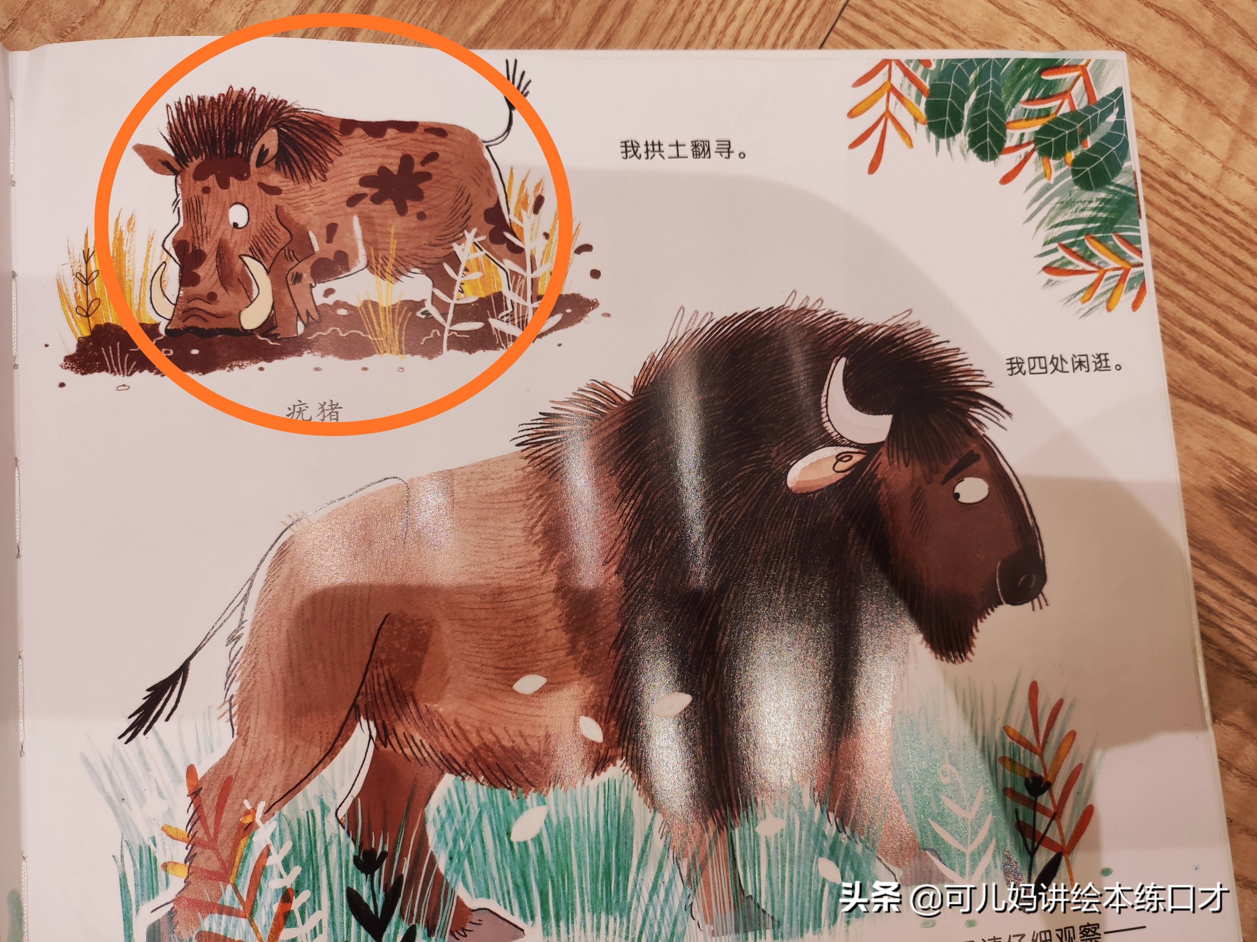 认识可爱的动物书,识图动物科普绘本