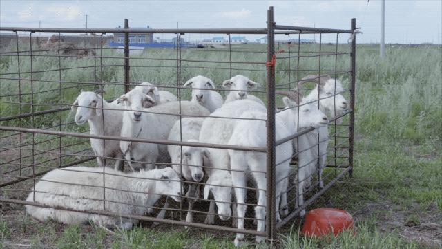 人造肉将来新消息,人造肉热潮来了