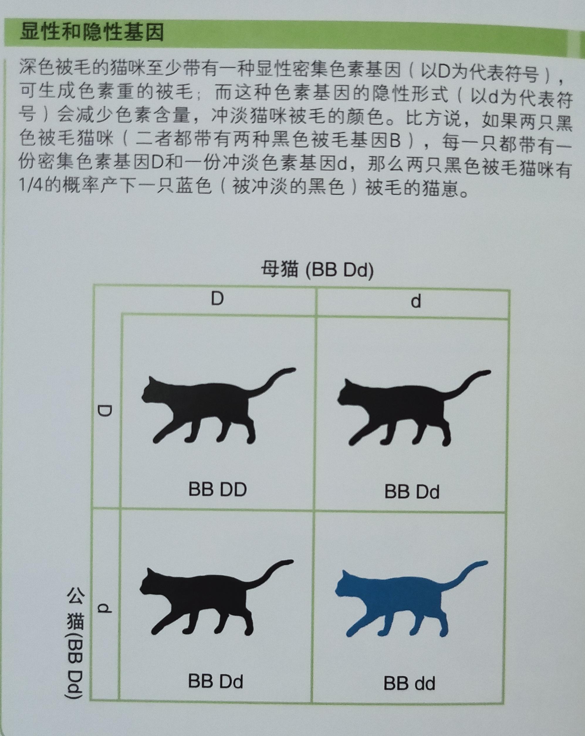 有些人家里养了非常多的猫咪,很多人都养猫咪的原因