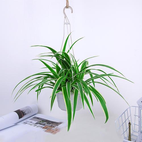 垂吊花卉品种直播,好看的吊兰绿植