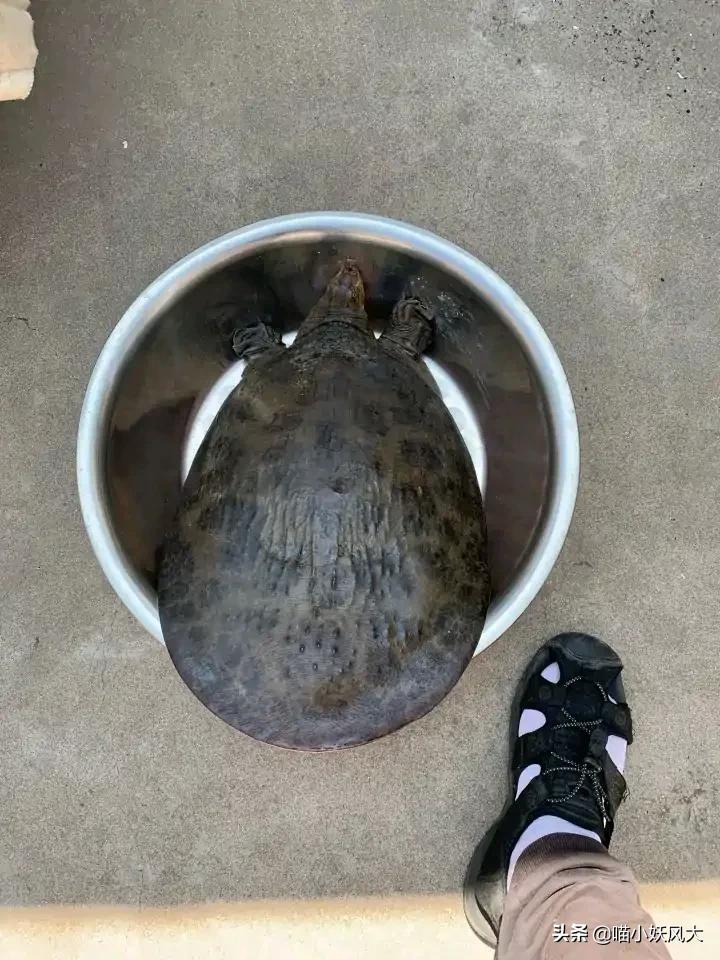 百年巨鳖,百年巨兽被抓视频